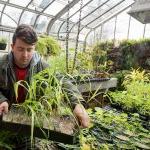 A student works with plant samples in the greenhouse behind Martin Science Building